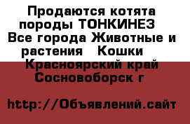 Продаются котята породы ТОНКИНЕЗ - Все города Животные и растения » Кошки   . Красноярский край,Сосновоборск г.